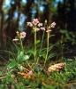 Chimaphila umbellata